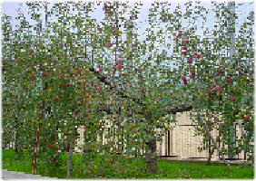 りんご並木